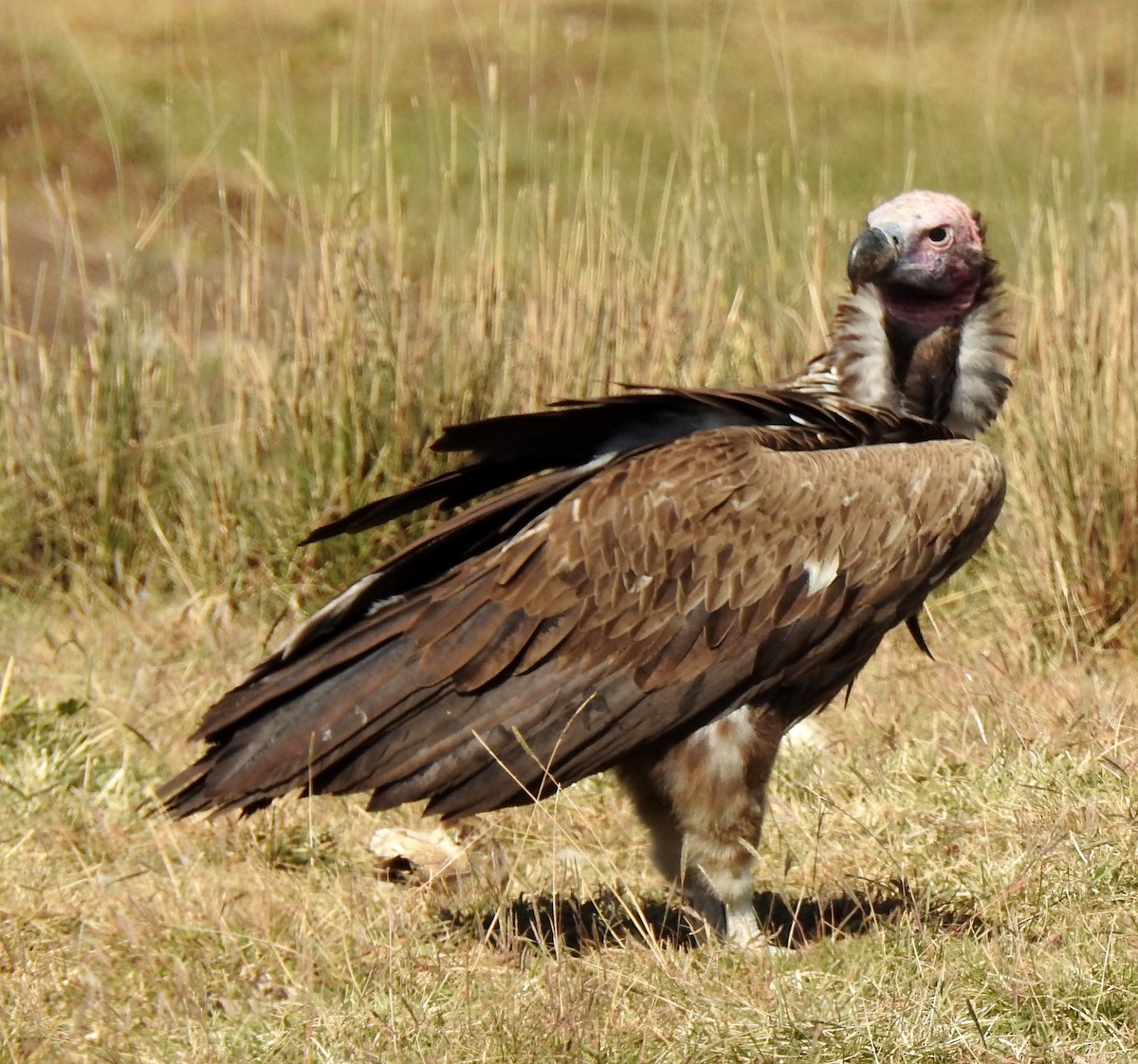 Lappet-faced Vulture - bob butler