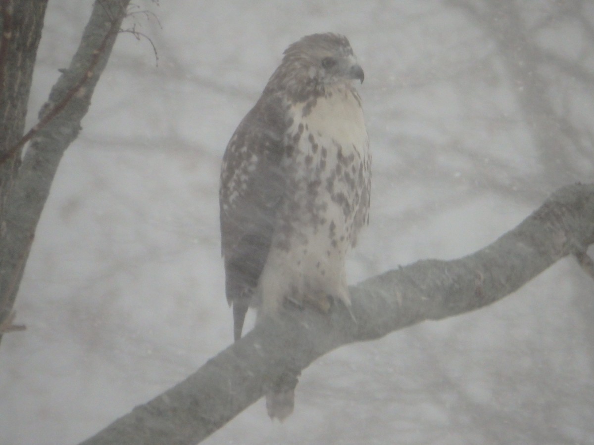 Red-tailed Hawk - ML80539991