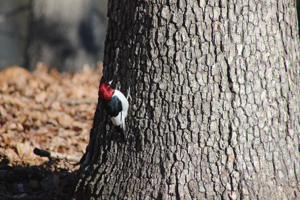Red-headed Woodpecker - ML80540371