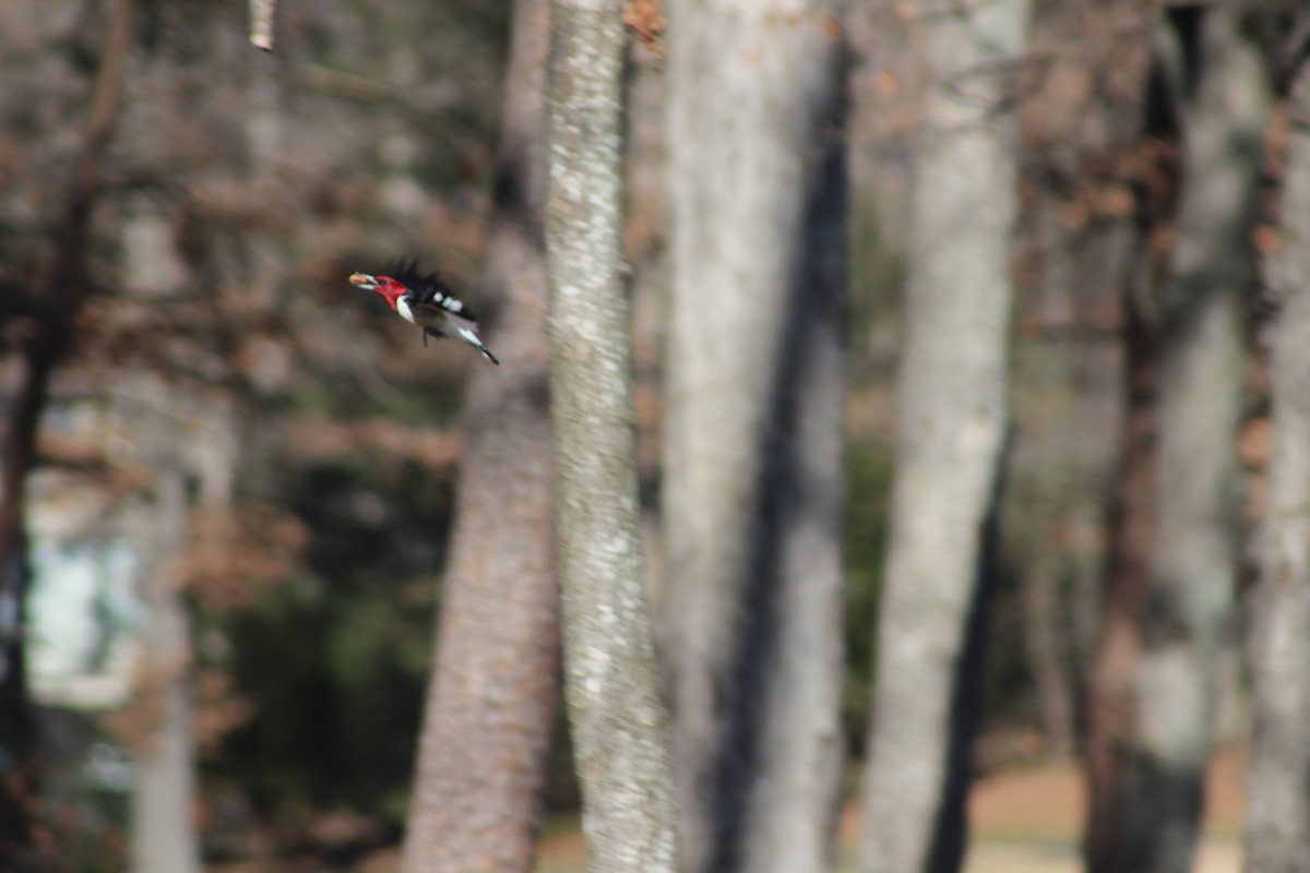 Red-headed Woodpecker - ML80541141
