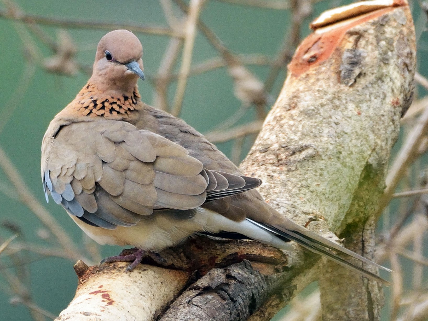 Laughing Dove - Sanjay Malik