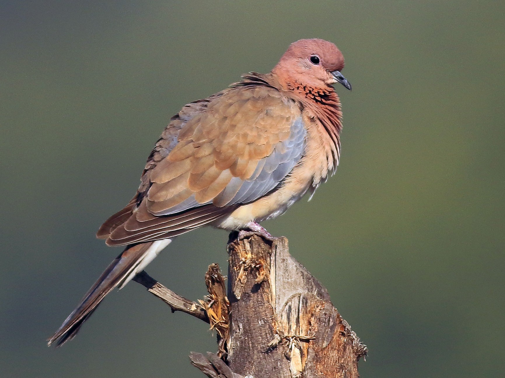 Laughing Dove - David Barton