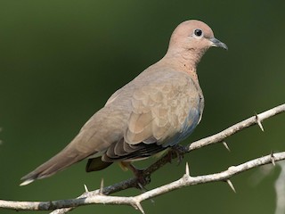  - Laughing Dove