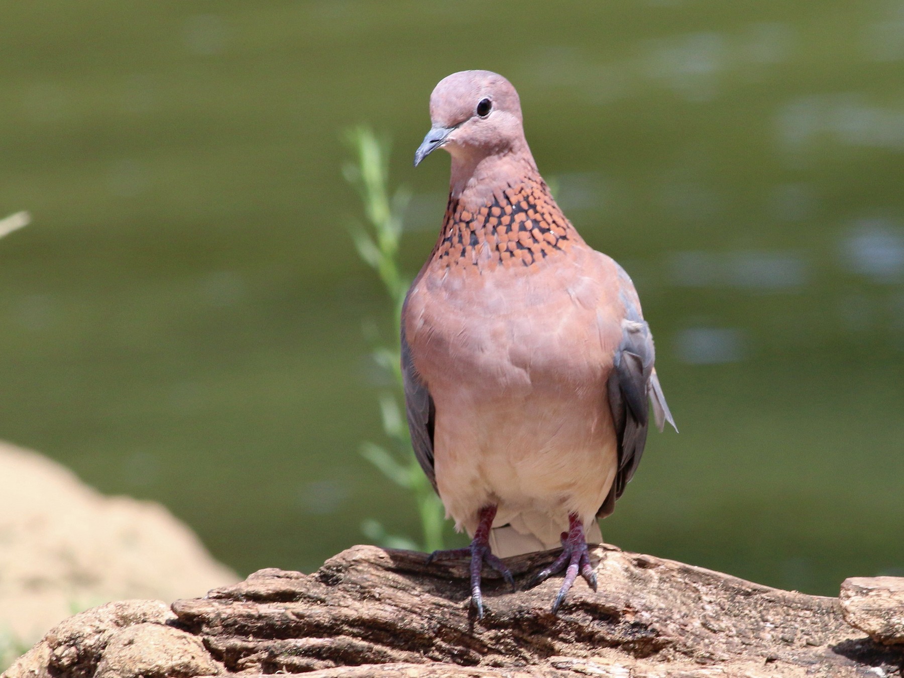 Laughing Dove - Paul Fenwick