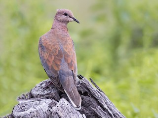  - Laughing Dove