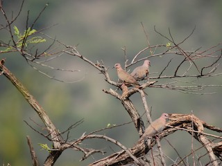  - Laughing Dove