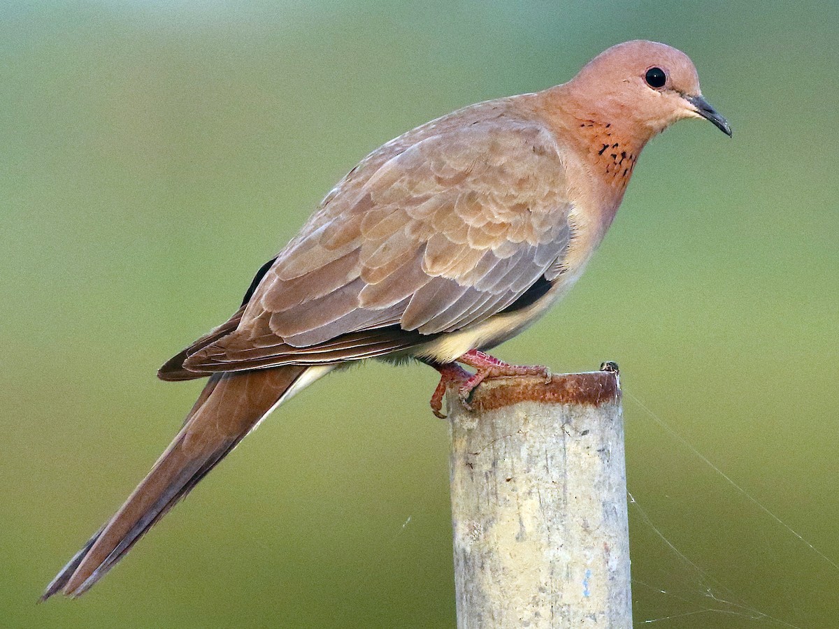 Laughing Dove - Spilopelia senegalensis - Birds of the World