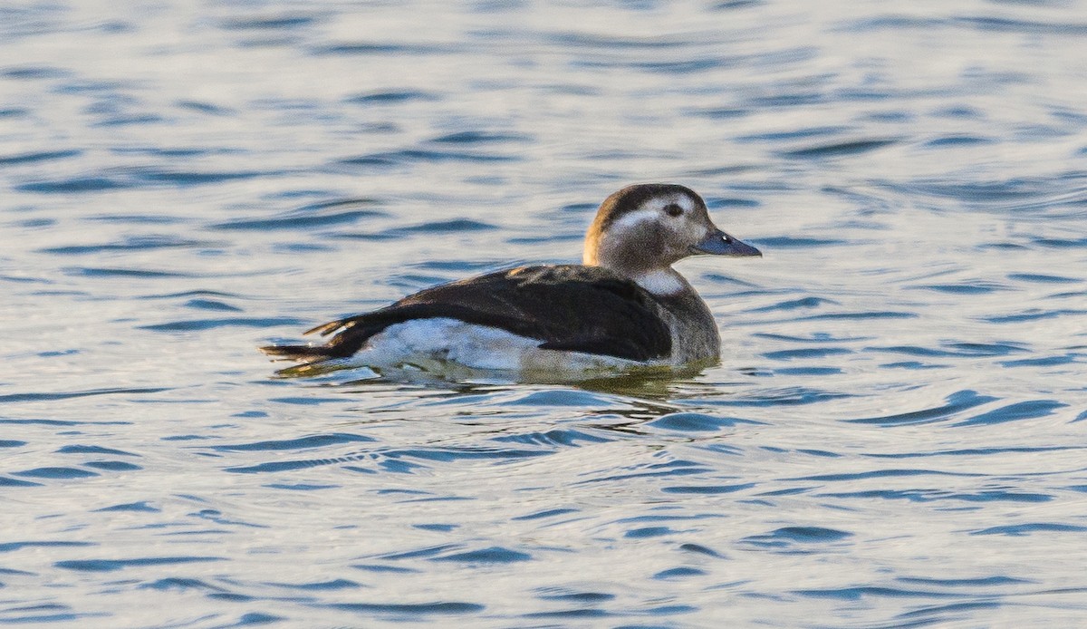 Long-tailed Duck - Cecilia Riley
