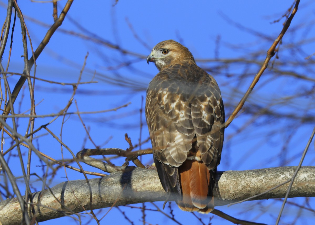 Red-tailed Hawk - ML80543251