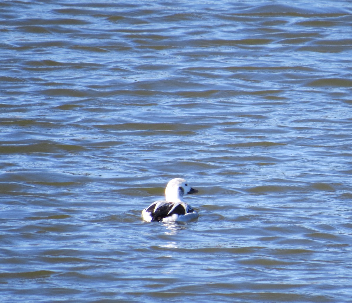 Long-tailed Duck - ML80545701