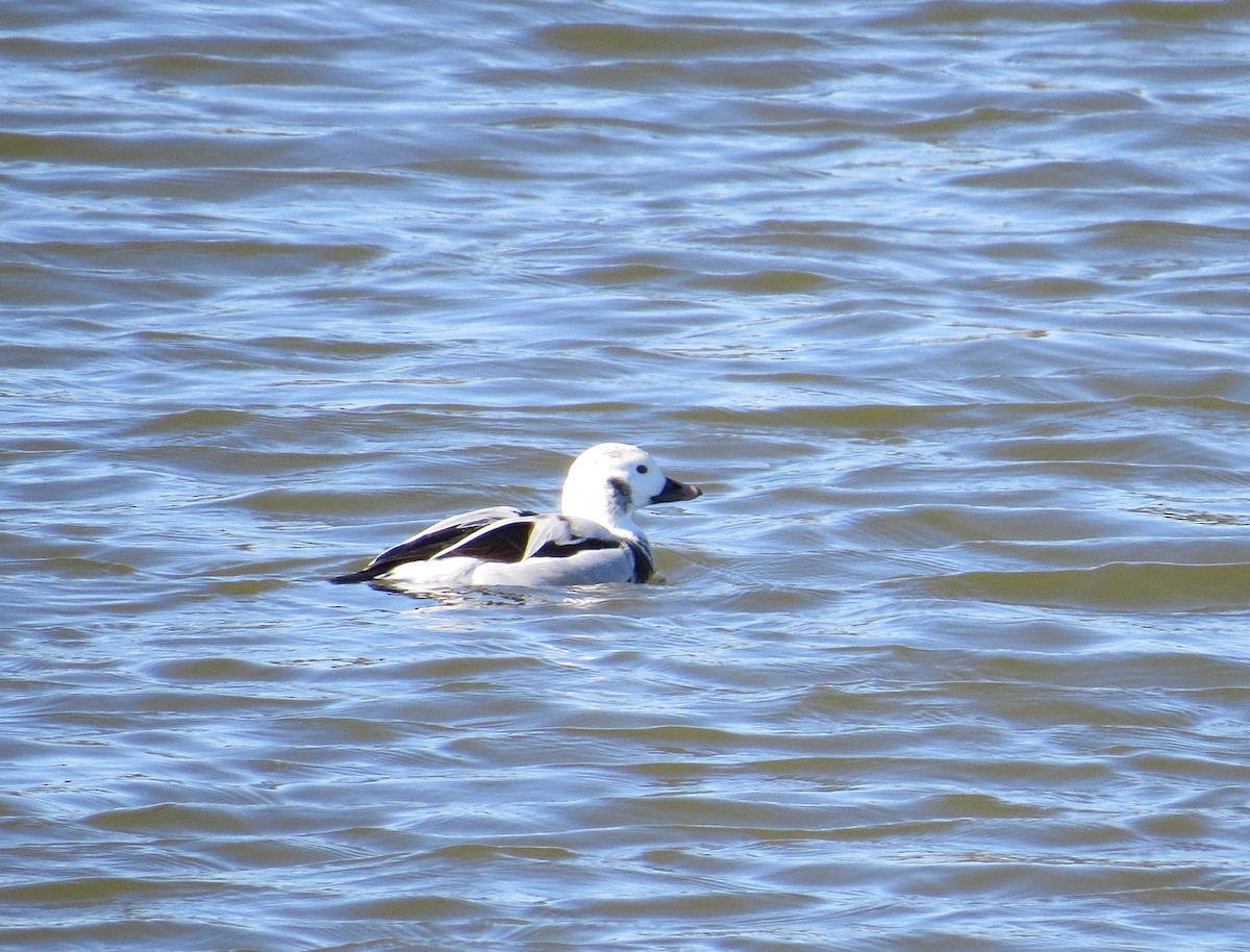 Long-tailed Duck - ML80545721