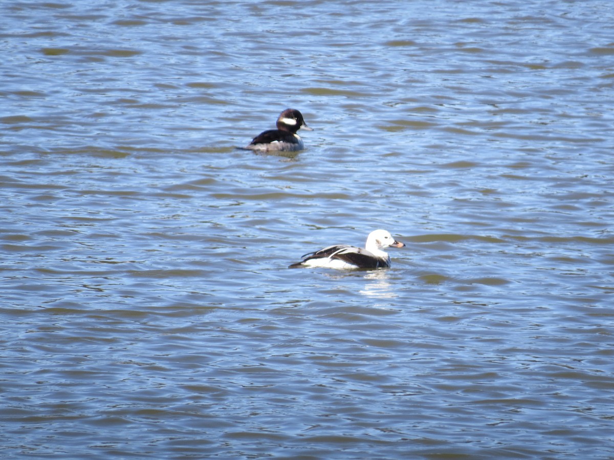 Long-tailed Duck - ML80545731