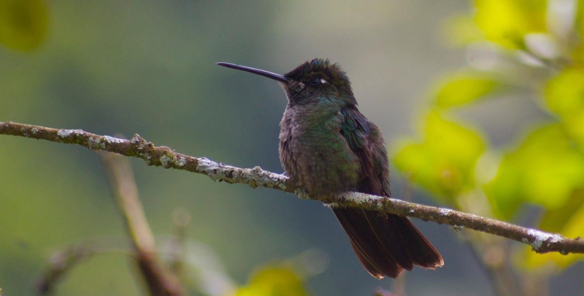 Talamanca Hummingbird - John Mark Simmons