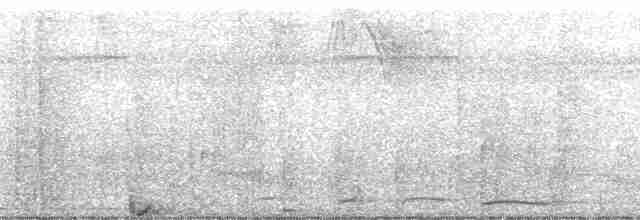 Gözlüklü Hokko (fasciolata/grayi) - ML80548