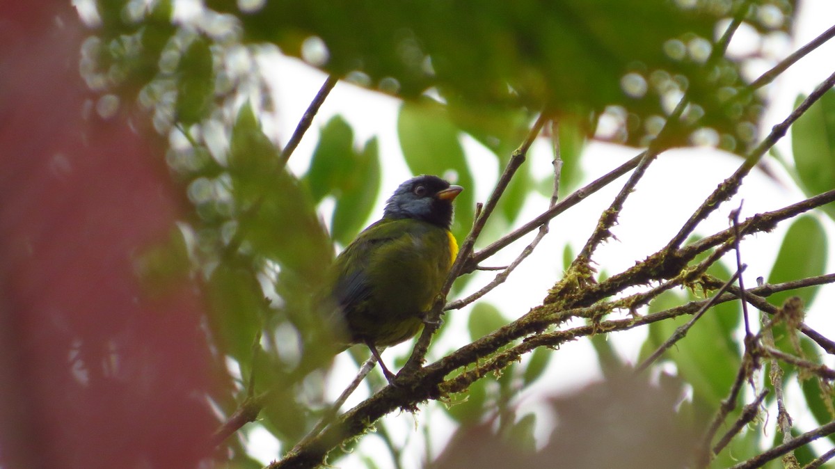 Moss-backed Tanager - ML80550441