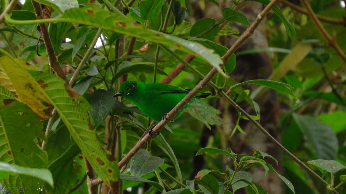 Glistening-green Tanager - Jorge Muñoz García   CAQUETA BIRDING