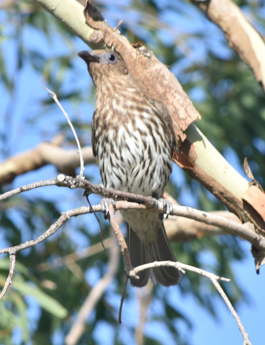 Australasian Figbird - Bashir Khan