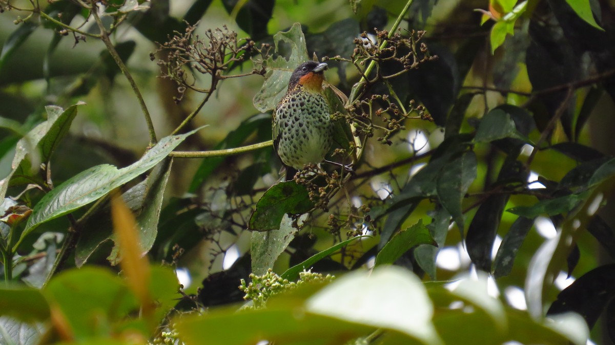 Rufous-throated Tanager - ML80550871