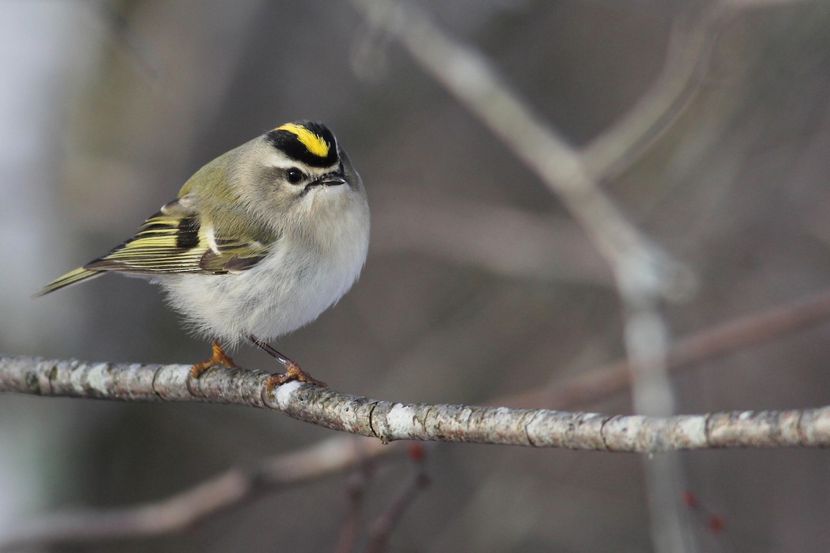 Golden-crowned Kinglet - Andy Eckerson