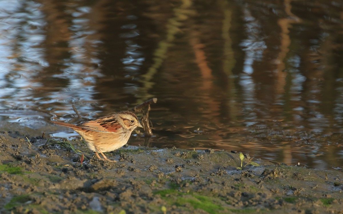 Swamp Sparrow - ML80554291