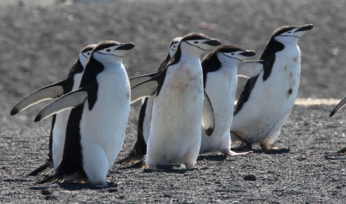 Chinstrap Penguin - Noah Strycker