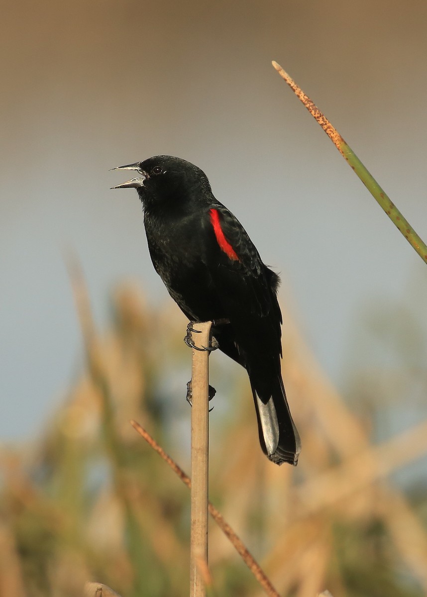 Red-winged Blackbird (California Bicolored) - ML80555921