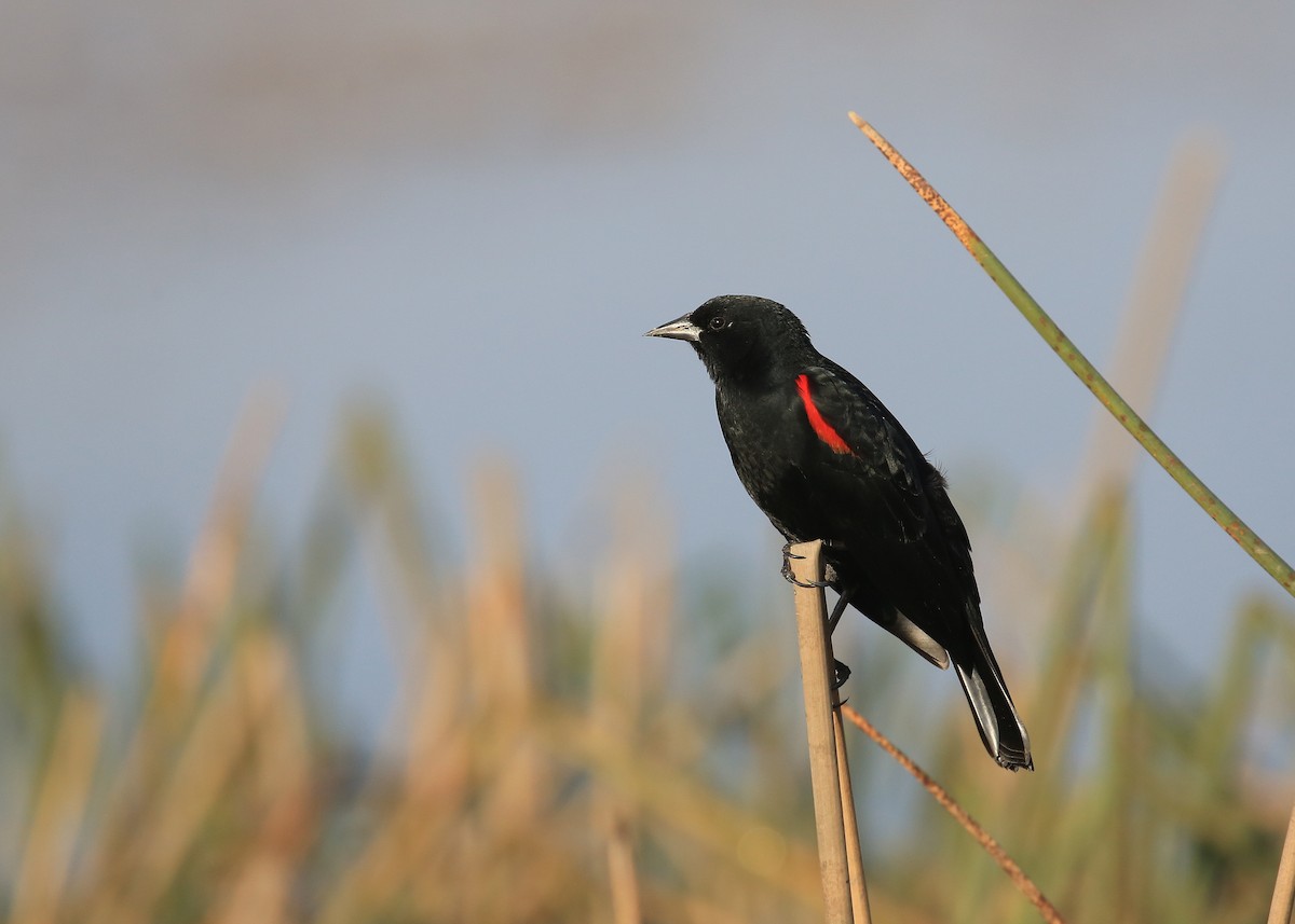 Red-winged Blackbird (California Bicolored) - Tim Lenz