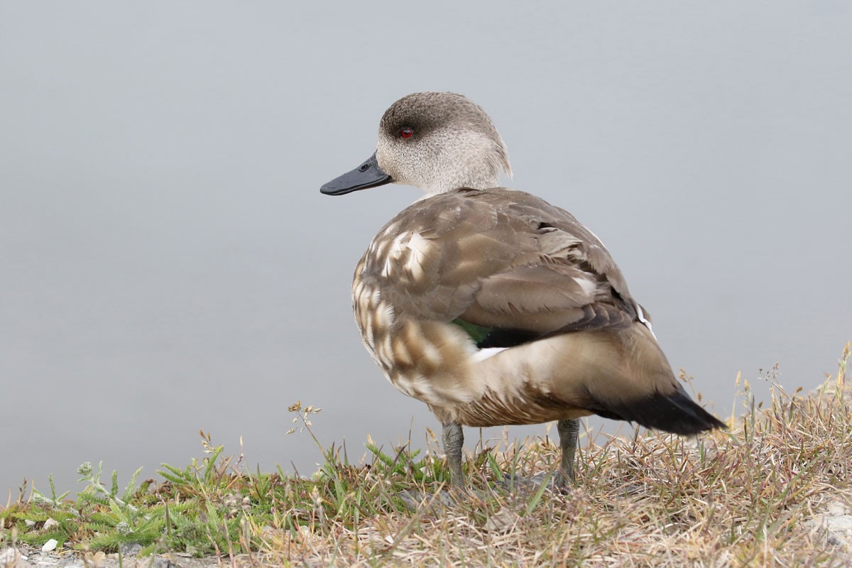 Crested Duck - ML80556291