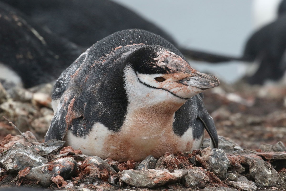 Антарктический пингвин - ML80556601