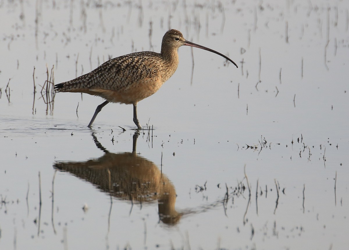 Long-billed Curlew - ML80557661