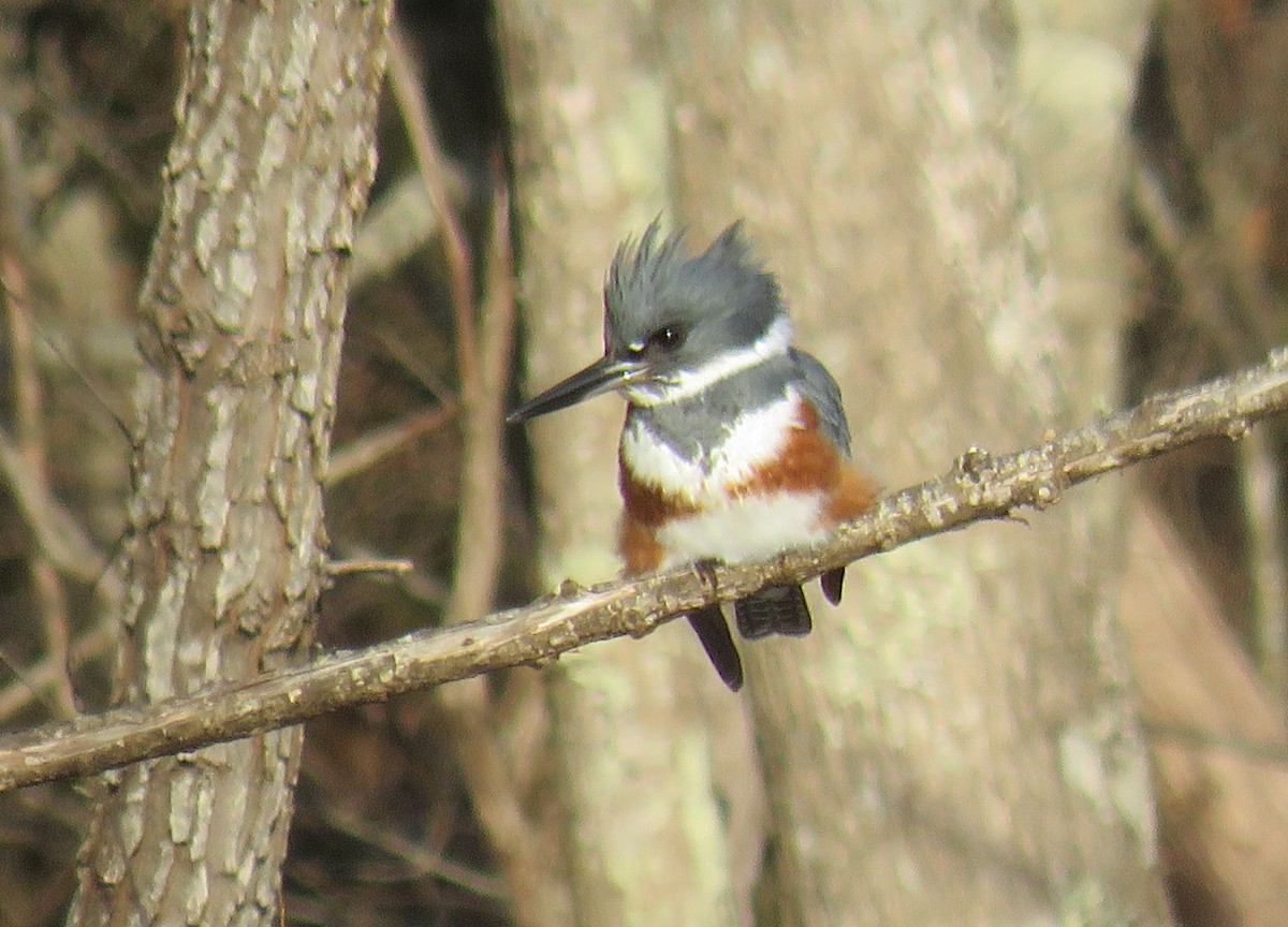 Belted Kingfisher - michele ramsey