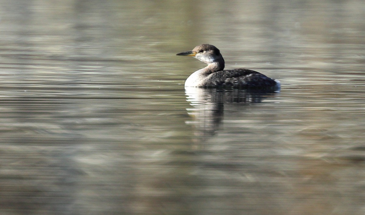 Red-necked Grebe - ML80560001