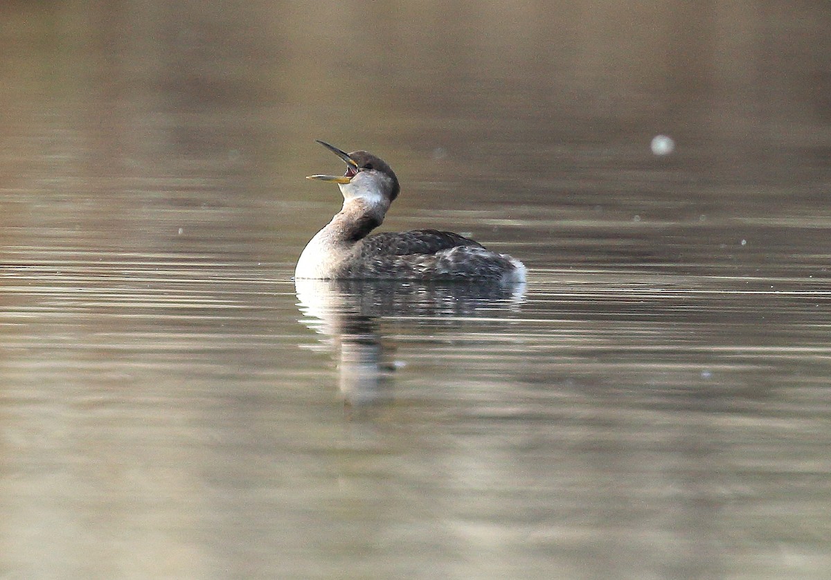 Red-necked Grebe - ML80560011