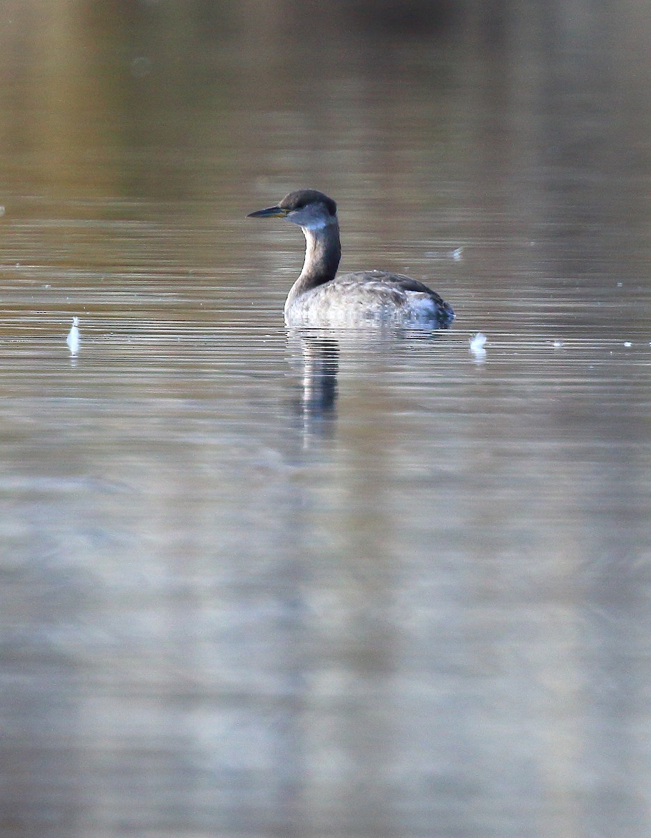 Red-necked Grebe - ML80560021