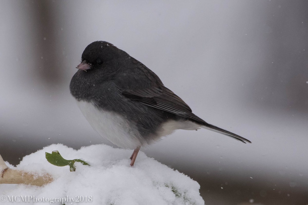 Dark-eyed Junco (Slate-colored) - Mary Catherine Miguez