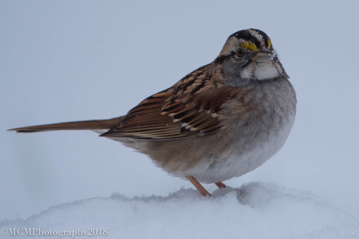 White-throated Sparrow - Mary Catherine Miguez