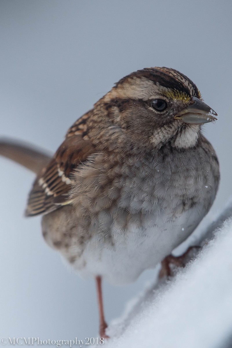 White-throated Sparrow - ML80561251
