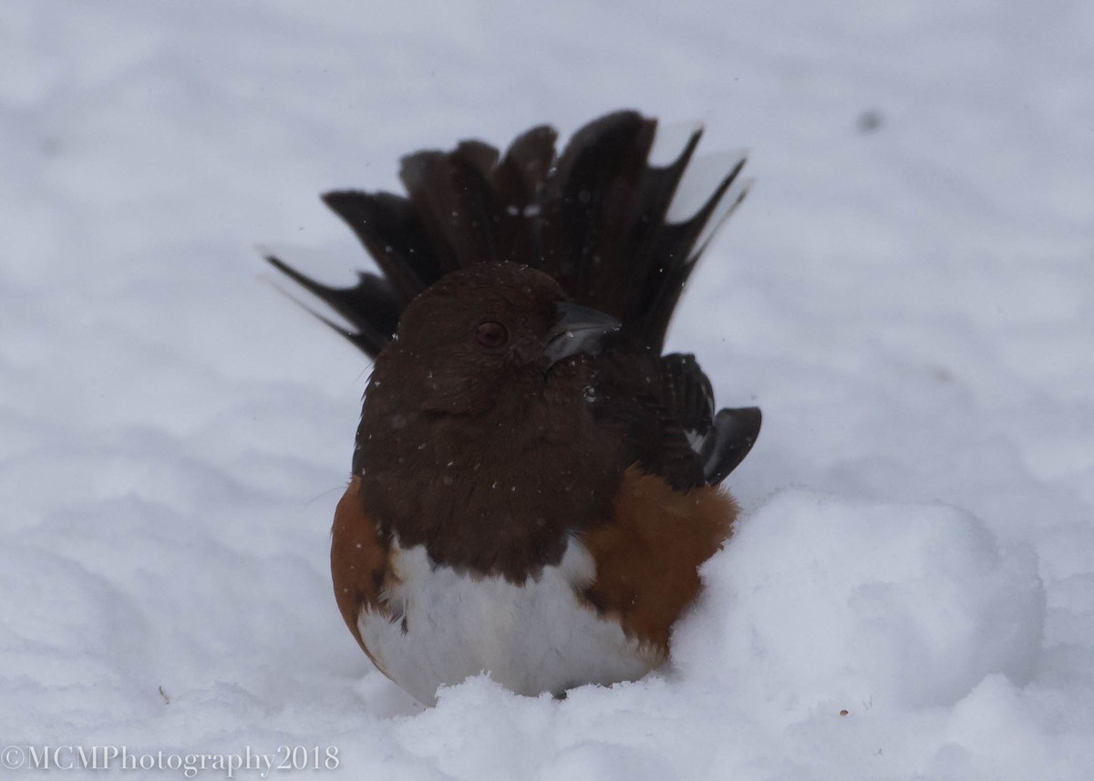 Eastern Towhee - Mary Catherine Miguez