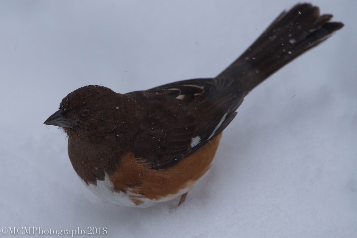 Eastern Towhee - Mary Catherine Miguez
