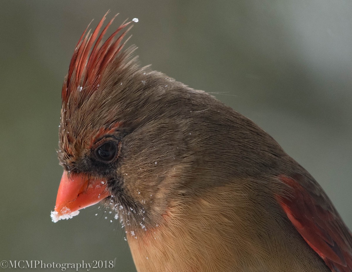 Northern Cardinal - Mary Catherine Miguez
