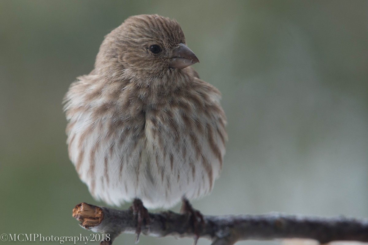 House Finch - Mary Catherine Miguez