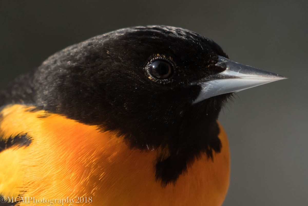 Baltimore Oriole - Mary Catherine Miguez