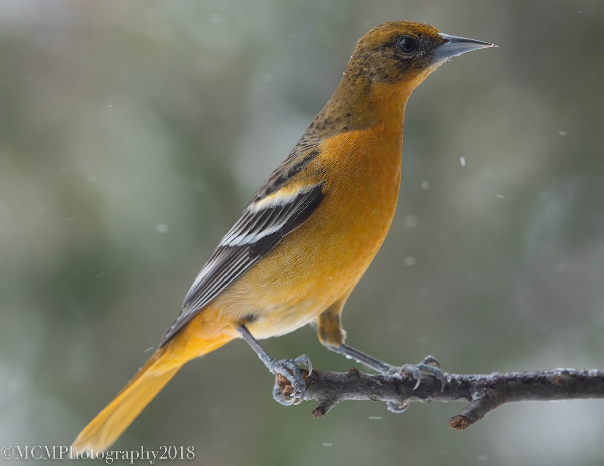 Baltimore Oriole - Mary Catherine Miguez