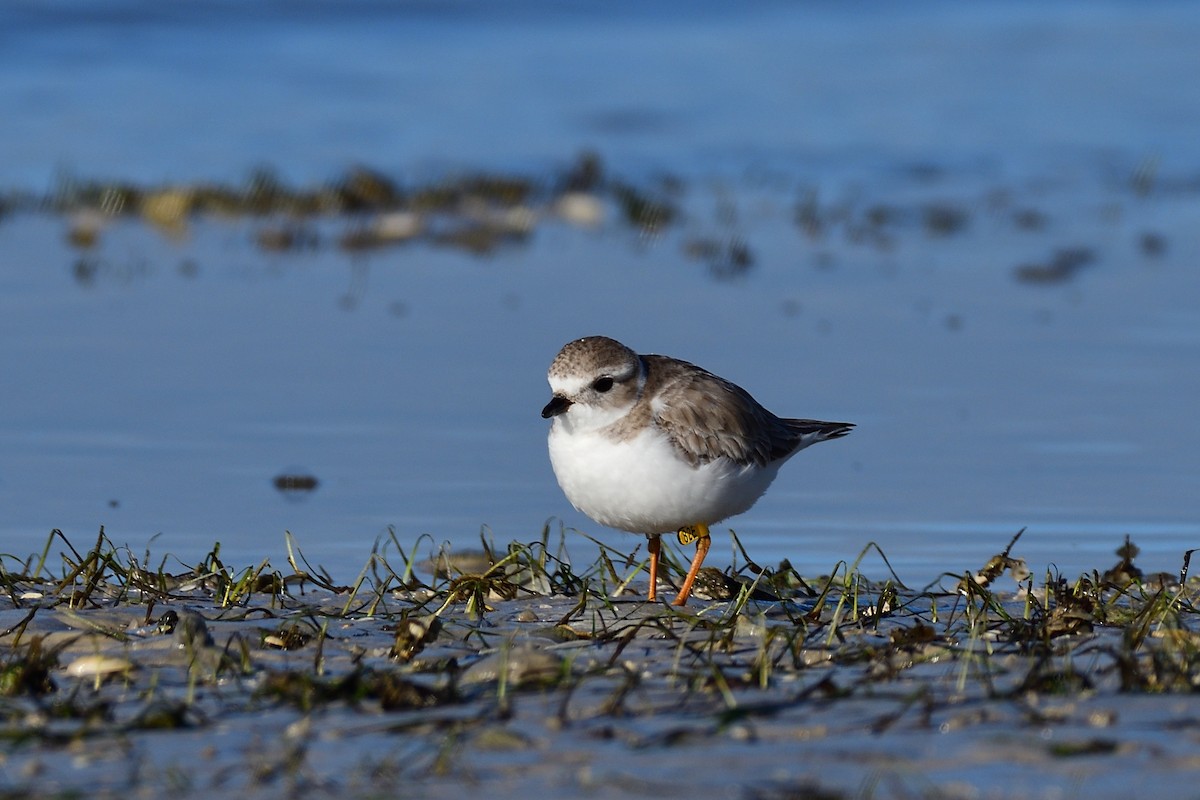 Piping Plover - ML80562931