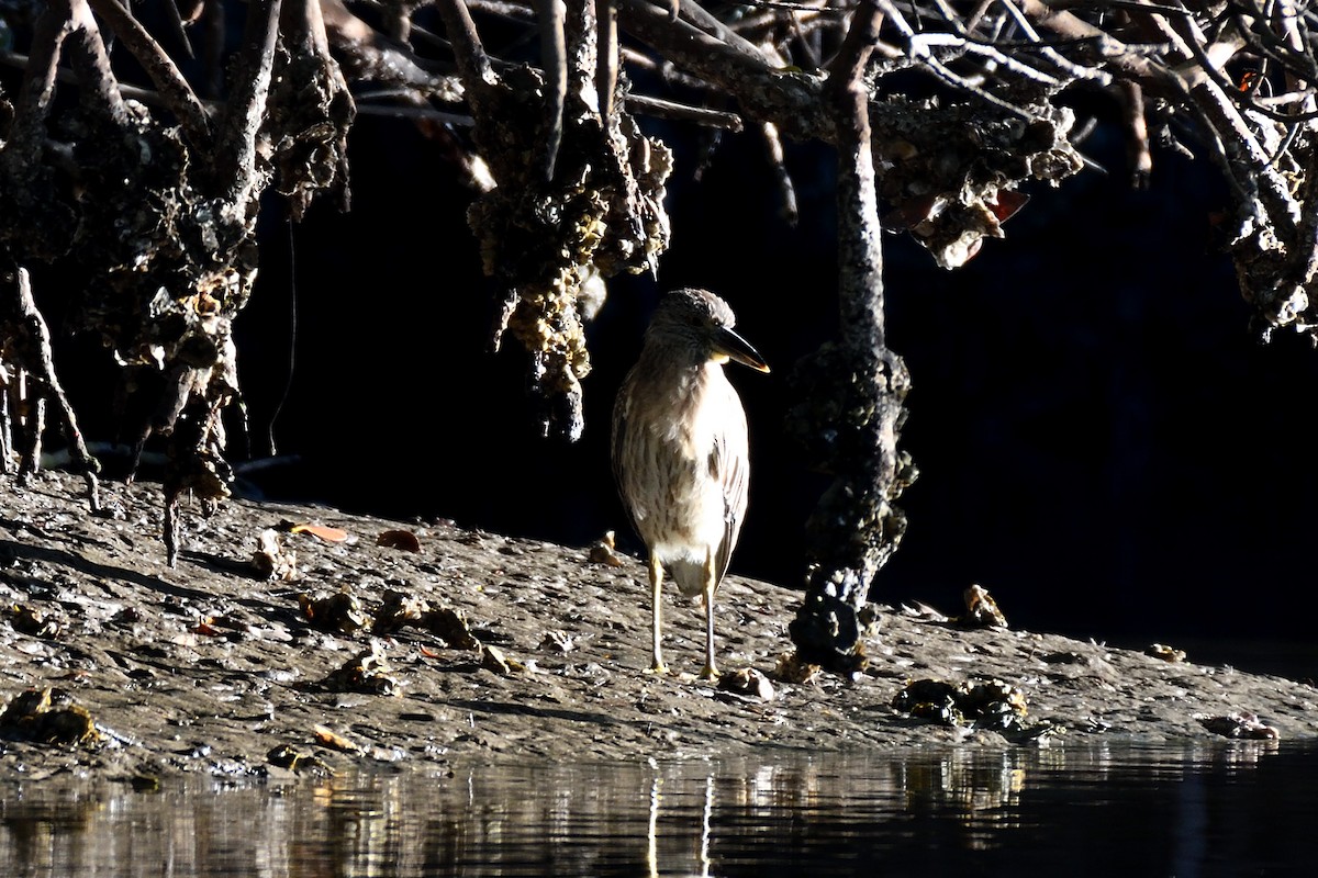 Black-crowned Night Heron - Hugh Whelan