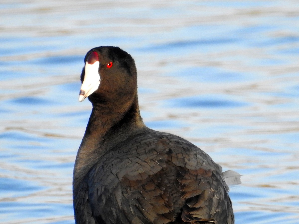 American Coot - Andrew Edwards