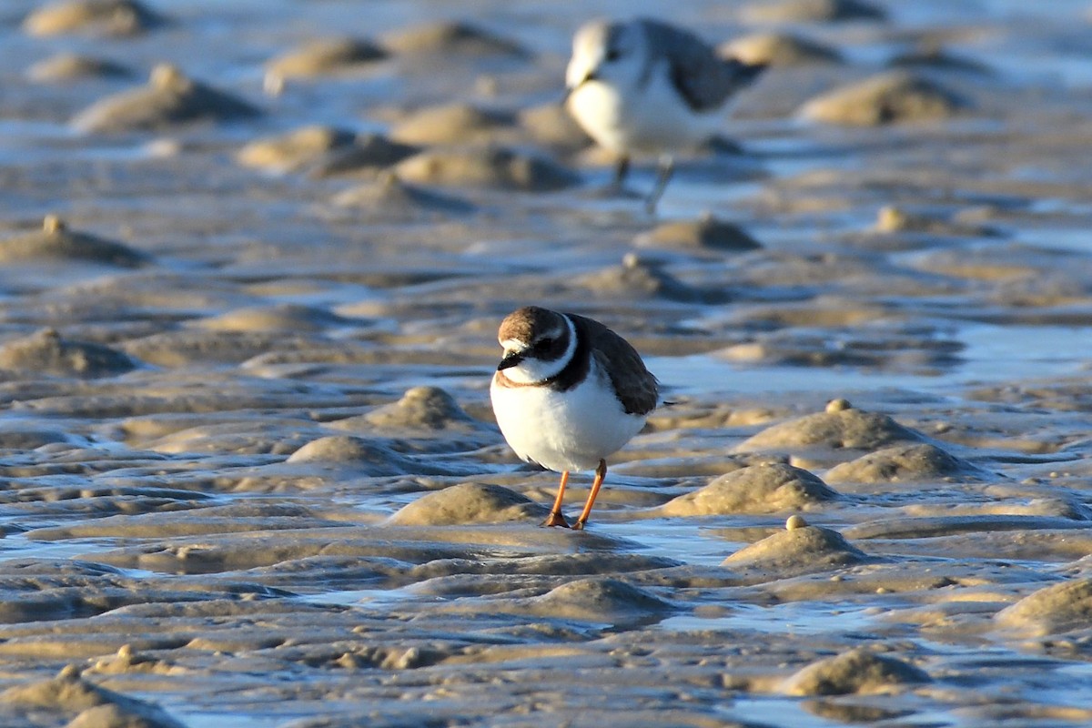 Semipalmated Plover - ML80565231