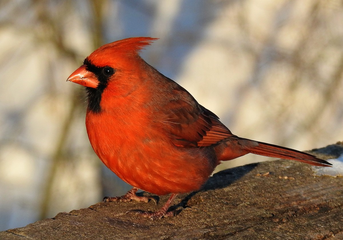 Northern Cardinal - Joanne Muis Redwood