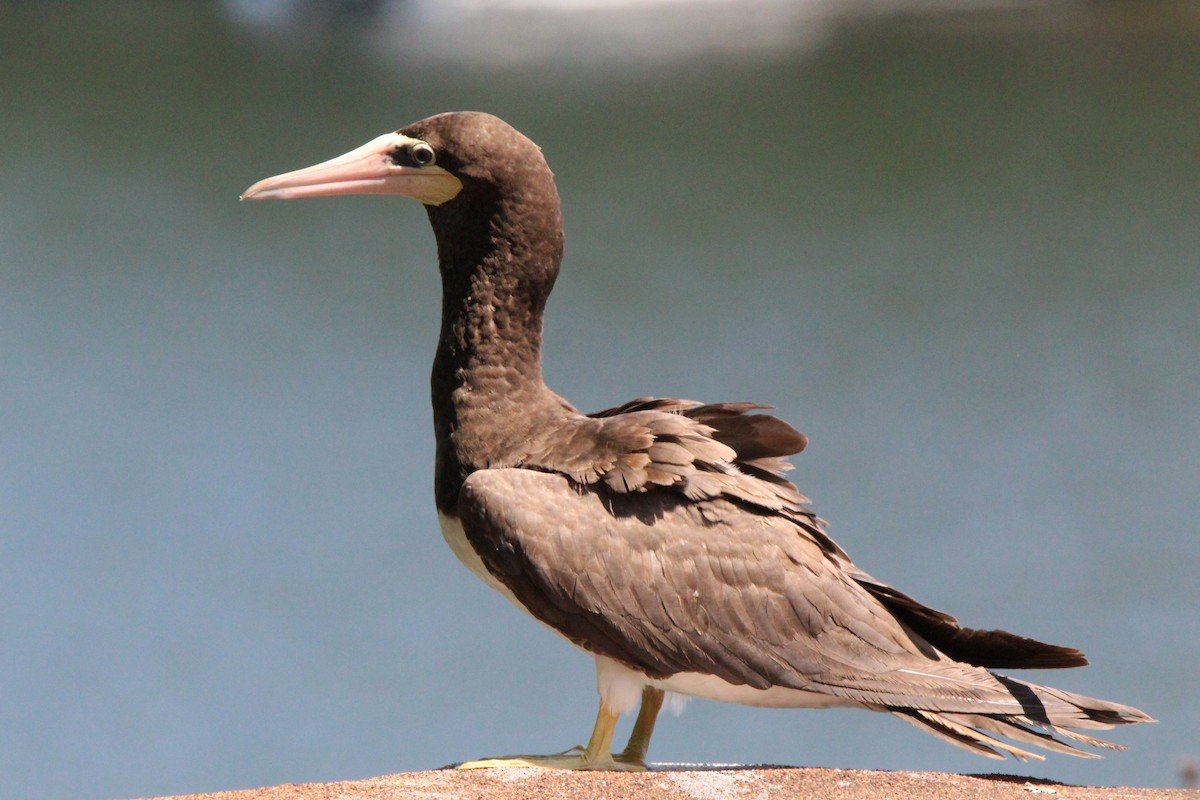 Brown Booby - ML80568971