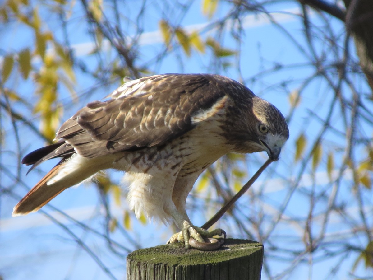 Red-tailed Hawk - Tom Wheatley
